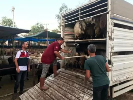 Daha fazla para kazanma vaadiyle elindeki hayvanlarından da olacaktı