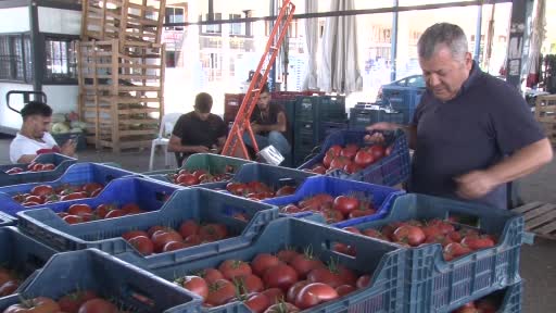 Antalyalı çiftçilerin domatese talebi yüzde 30 arttı