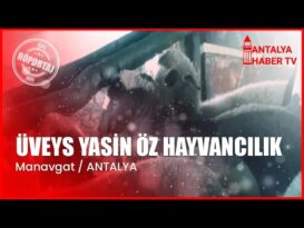 ÜVEYS YASİN ÖZ HAYVANCILIK