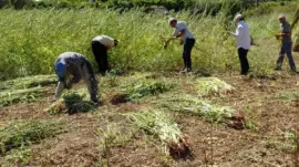 Manavgat Altın Susamı’nın Hasadı Başladı