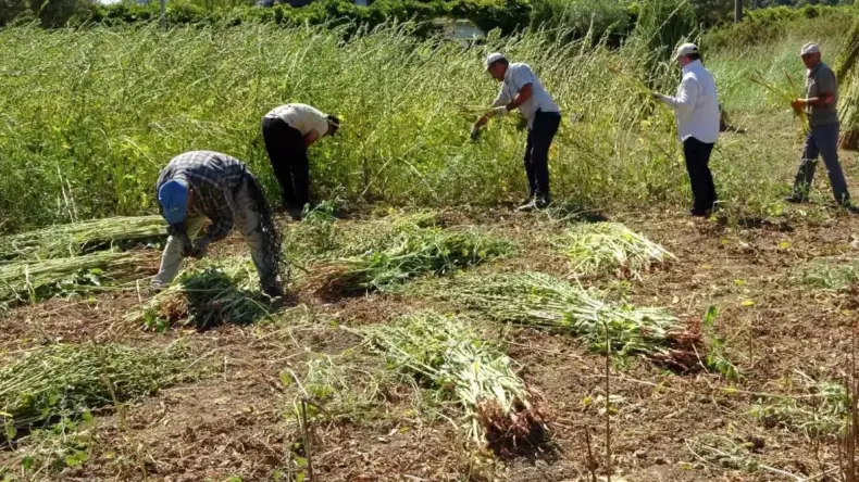 Manavgat Altın Susamı’nın Hasadı Başladı