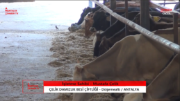 Çelik Damızlık Besi Çiftliği: Kaliteli Hayvanlar, Güvenilir Hizmet