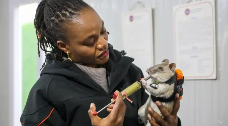 Kahraman Fareler Projesi Antalya’da Başladı