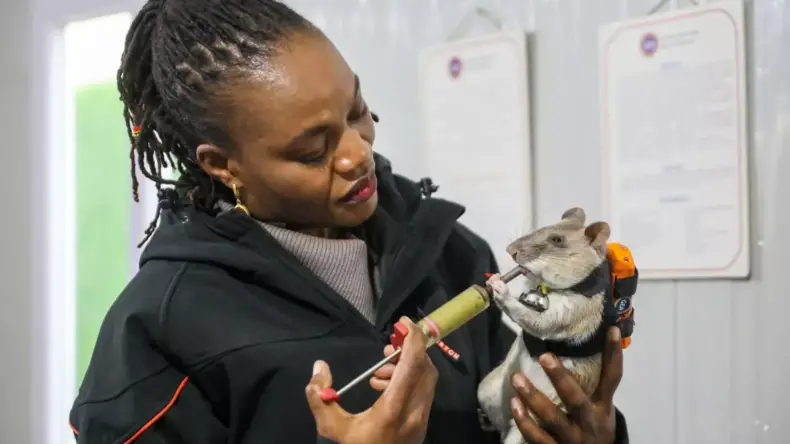 Kahraman Fareler Projesi Antalya’da Başladı