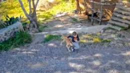 Antalya’da Çocuğa Köpek Saldırısı