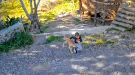 Antalya’da Çocuğa Köpek Saldırısı